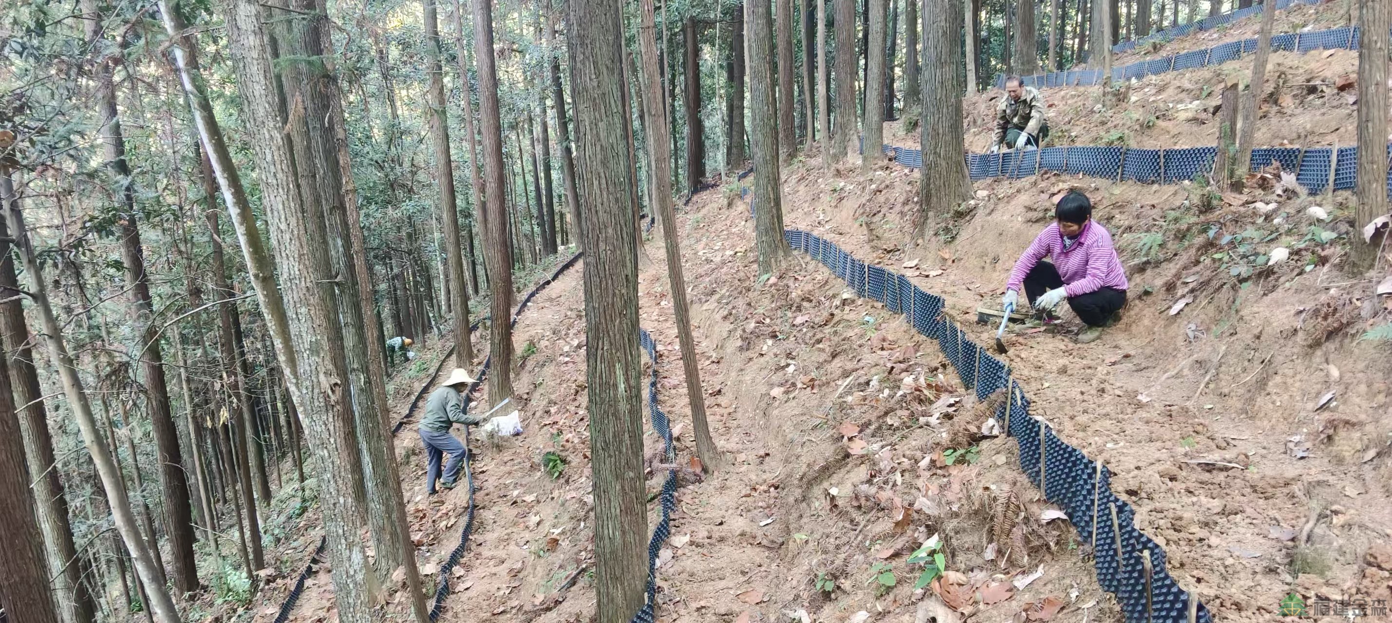 漠源琵琶丘基地黃精試種擴(kuò)容!金森探索林藥共生新路徑 漠源琵琶丘基地黃精試種擴(kuò)容!金森探索林藥共生新路徑